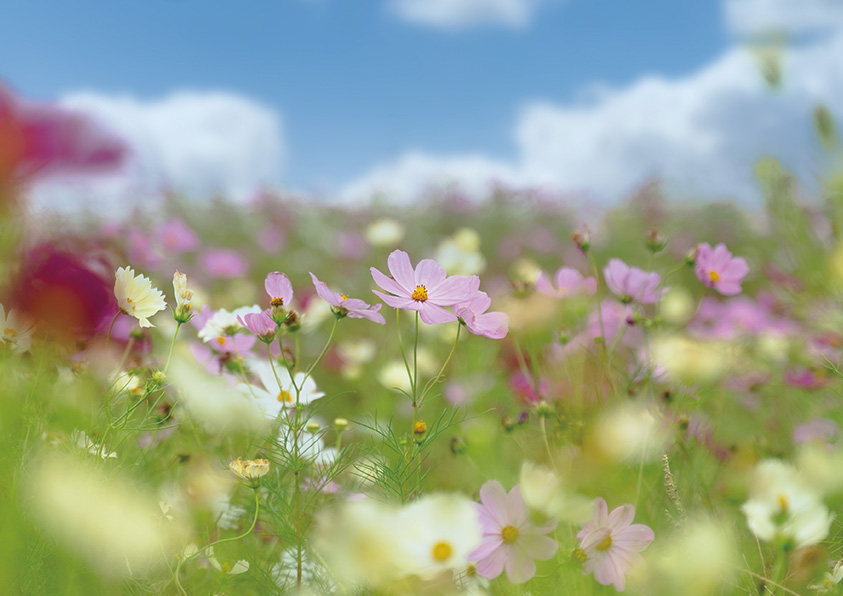 除草ピックの商品画像